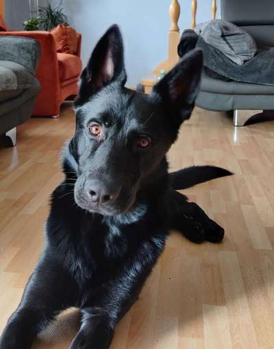 Alles rund um den Schäferhund, diskutieren erwünscht.-Beitrag-Bild