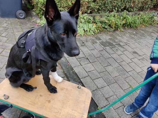 Hundeklo-Beitrag-Bild