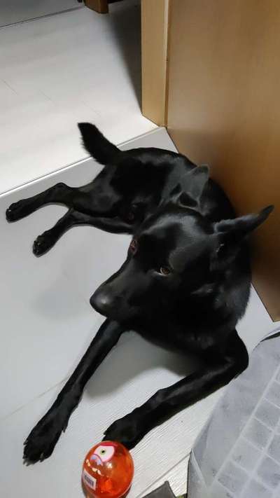 Hier ist der Spaßthread. Zum Schmunzeln und Kaputtlachen-Beitrag-Bild