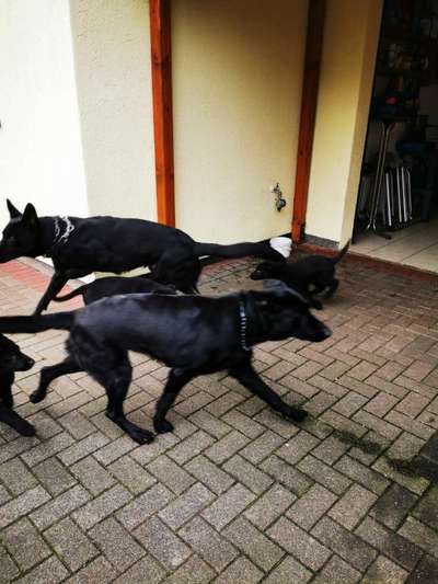 Alles rund um den Schäferhund, diskutieren erwünscht.-Beitrag-Bild