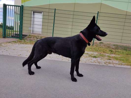 Alles rund um den Schäferhund, diskutieren erwünscht.-Beitrag-Bild