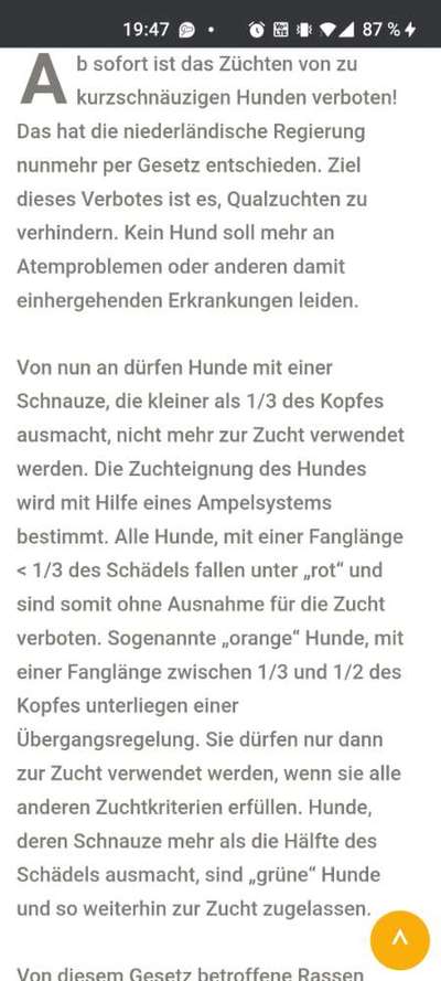 Brachycephale Hunderassen-Beitrag-Bild