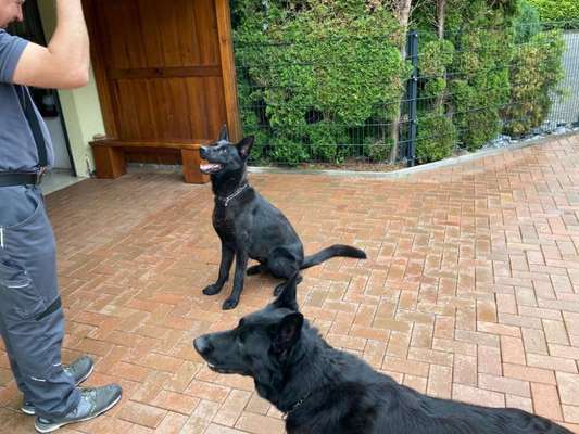 Alles rund um den Schäferhund, diskutieren erwünscht.-Beitrag-Bild