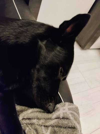 Umfrage zur relativen Schnauzenlänge-Beitrag-Bild