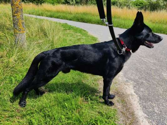 Alles rund um den Schäferhund, diskutieren erwünscht.-Beitrag-Bild