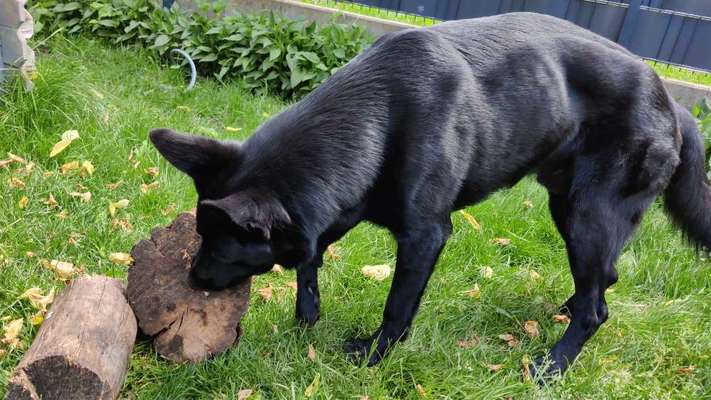 Mein Hund ist zu dünn ?…-Beitrag-Bild