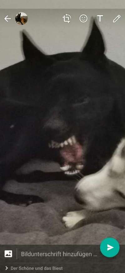 vorsicht, wir werden dominiert und manipuliert von unseren Hunden-Beitrag-Bild