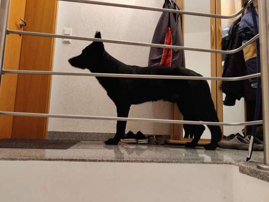 Der Gewichts-Thread-Beitrag-Bild