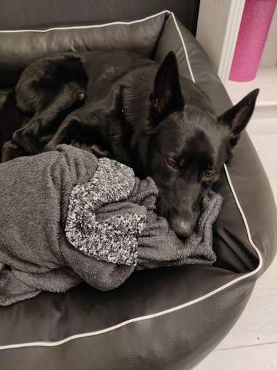 Alles rund um den Schäferhund, diskutieren erwünscht.-Beitrag-Bild