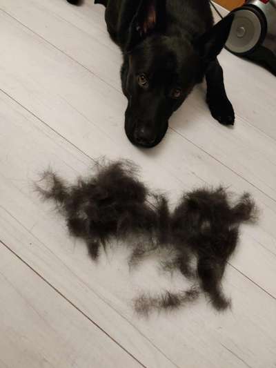 Alles rund um den Schäferhund, diskutieren erwünscht.-Beitrag-Bild