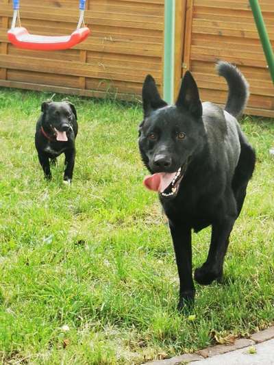 Sozialisation von großen und kleinen Hunden-Beitrag-Bild