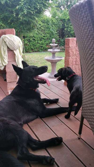 Sozialisation von großen und kleinen Hunden-Beitrag-Bild