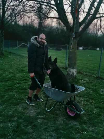 Alles rund um den Schäferhund, diskutieren erwünscht.-Beitrag-Bild