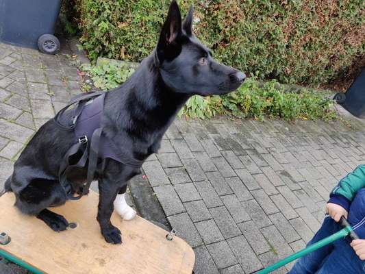 Ab wann fängt das vermenschlichen eines Hundes an ?-Beitrag-Bild