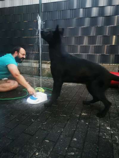 Alles rund um den Schäferhund, diskutieren erwünscht.-Beitrag-Bild