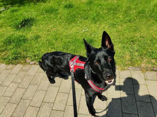 Alles rund um den Schäferhund, diskutieren erwünscht.-Beitrag-Bild