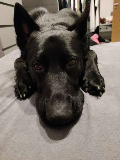 Alles rund um den Schäferhund, diskutieren erwünscht.-Beitrag-Bild