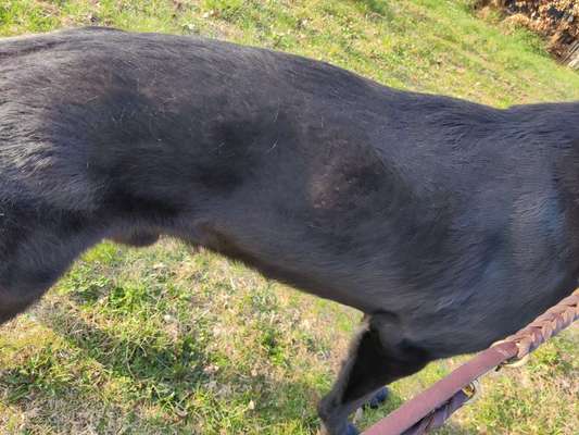 Alles rund um den Schäferhund, diskutieren erwünscht.-Beitrag-Bild