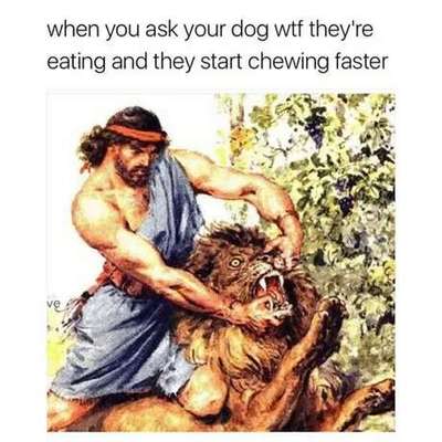 Hunde Memes-Beitrag-Bild