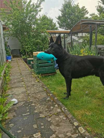 Mein Hund ist zu dünn ?…-Beitrag-Bild