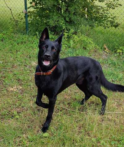 Alles rund um den Schäferhund, diskutieren erwünscht.-Beitrag-Bild