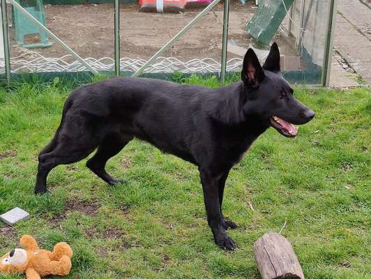 Alles rund um den Schäferhund, diskutieren erwünscht.-Beitrag-Bild