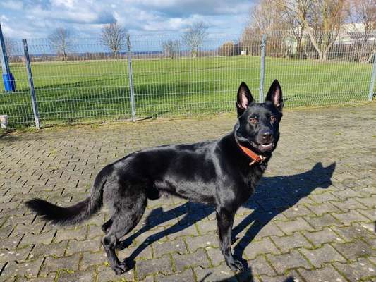 Alles rund um den Schäferhund, diskutieren erwünscht.-Beitrag-Bild