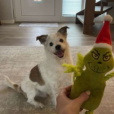 Hund im Kaufrausch-Beitrag-Bild