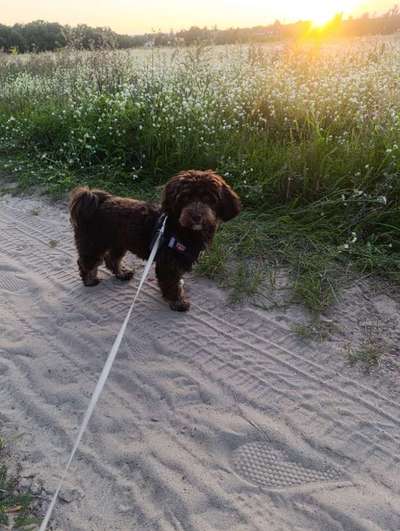 Hundetreffen-Spaziergefährte gesucht-Bild