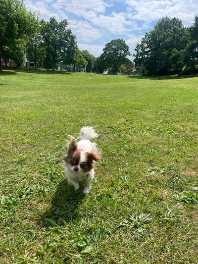 Hundetreffen-Hundefreund/in für polly / ängstlich-Bild