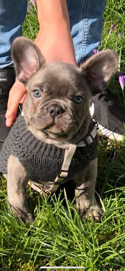 Welpen Bilder !-Beitrag-Bild