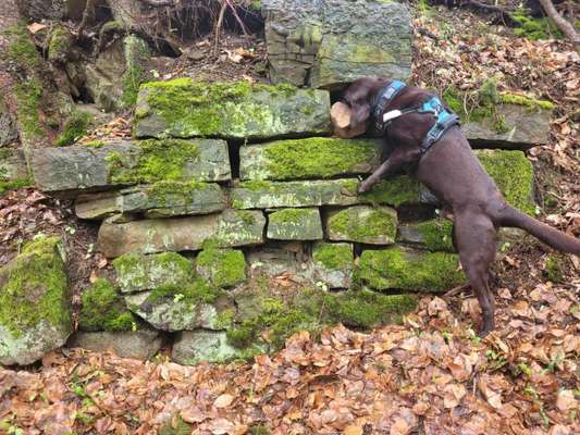 Hundetreffen-Gemeinsame Spielzeit/Gassi Runden-Bild