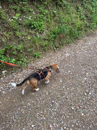 Hundetreffen-Gassirunde mit ruhigen und souveränen Hunden-Bild