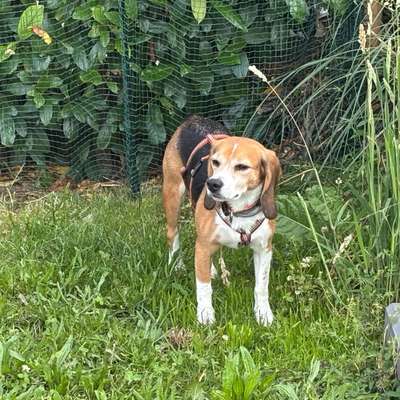 Hundetreffen-Gassirunde mit ruhigen und souveränen Hunden-Bild