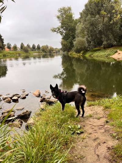 TierschutzhundeStammtisch🐕-Beitrag-Bild