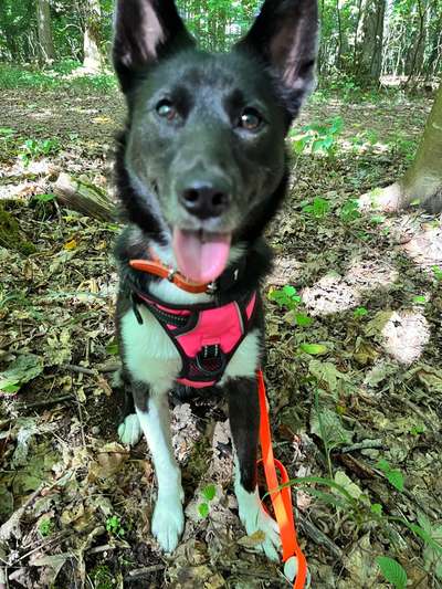 Hundetreffen-Dogsitting in Tausch-Bild