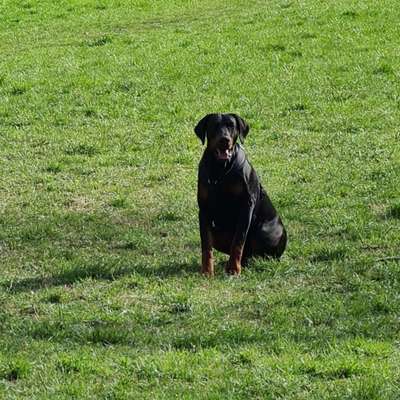 Hundetreffen-Dobermänner gesucht oder größere Junghunde