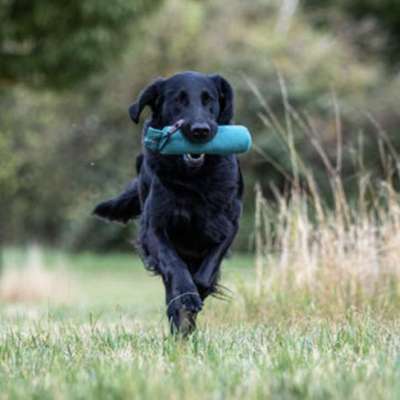 Hundetreffen-Dummy-Partner*in-Bild