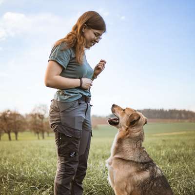 Hundetreffen-Gassi- & Trainingskumpel gesucht-Bild