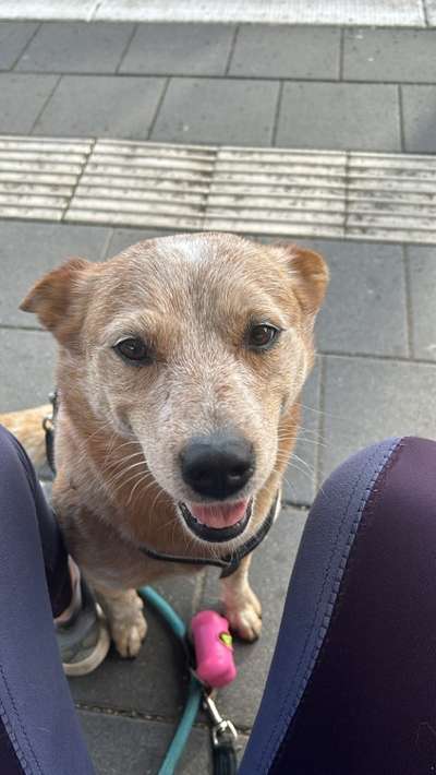 Hundetreffen-Hundetreffen-Bild