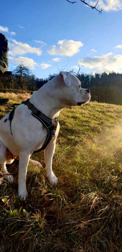 Reinrassige Hunde?-Beitrag-Bild