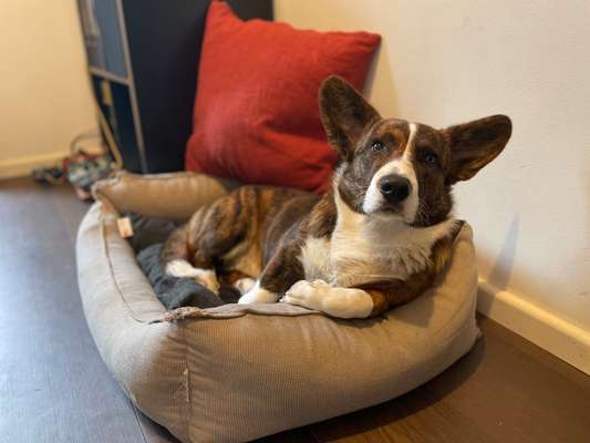 Corgis und ihre persönlichen Hofangestellten-Beitrag-Bild