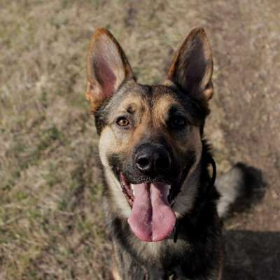 Hundetreffen-Sozialisierungsspaziergänge / Treffen-Bild
