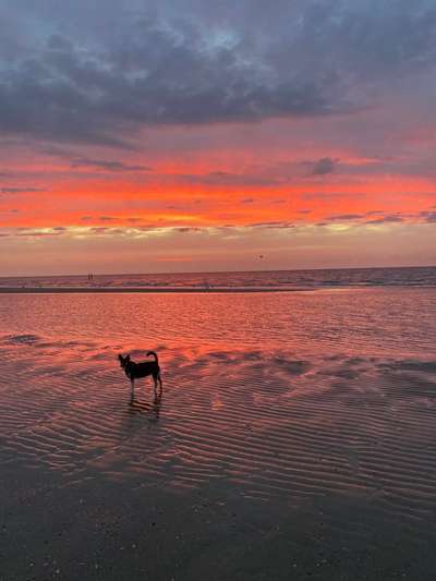 Dogorama Photo Challenge - Tierischer Urlaub-Beitrag-Bild