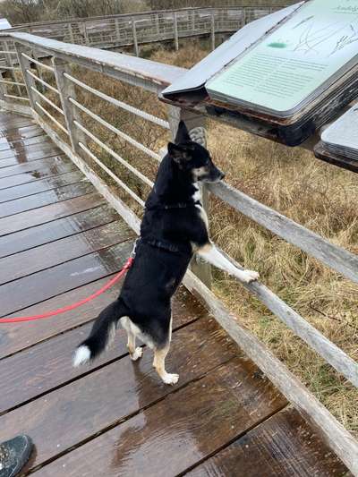 Dogorama Photo Challenge - Tierischer Urlaub-Beitrag-Bild