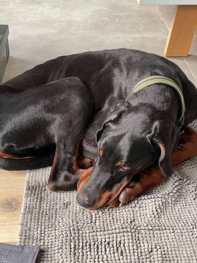 Hundetreffen-Tierschutzhund sucht Spielgefährten-Bild