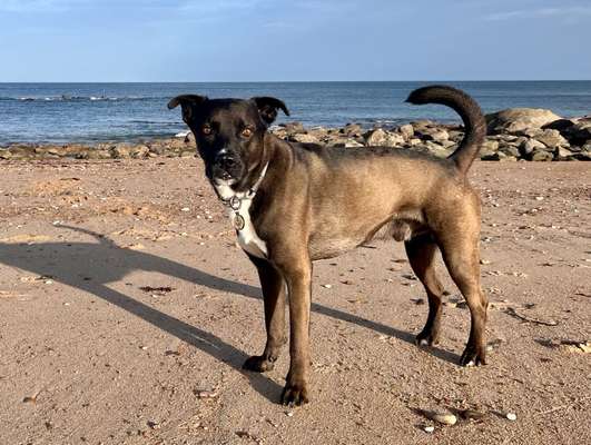 Mischlinge raten - Rätselspaß-Beitrag-Bild