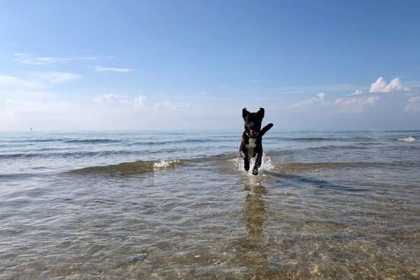 Dogorama Photo Challenge - Tierischer Urlaub-Beitrag-Bild