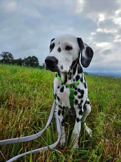 Hundetreffen-Welpenspielen-Bild