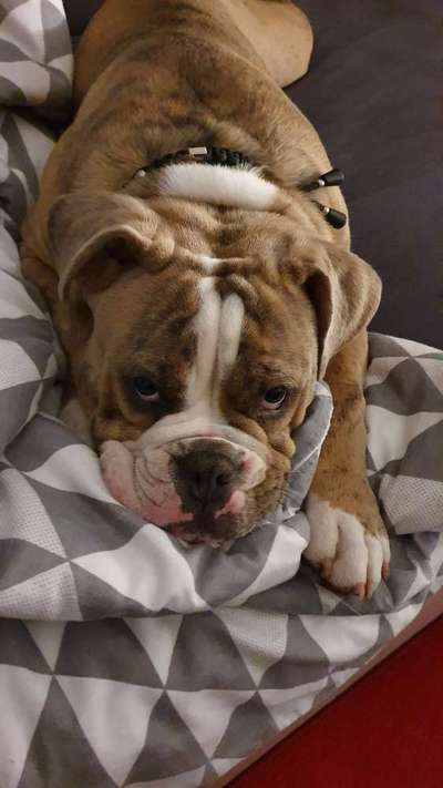 Olde English Bulldogge-Beitrag-Bild